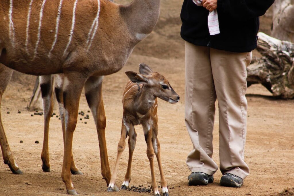 A display of an organism, a deer.