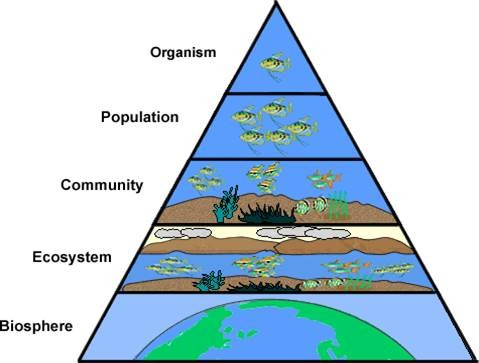 In order from top to bottom. Organism, population, community, ecosystem, biosphere.