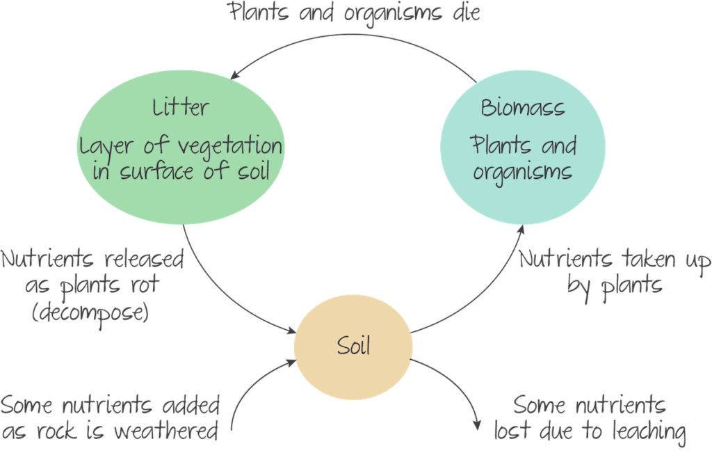 Nutrient cycle of the environment. Plants and organisms die -> this then will turn to litter-> nutrients release as plants die and therefore decompose-> they enter the soil->nutrients are taken up by plants and turn into bio mass-> plants and organisms die

some nutrients are added to soil as rock is weathered; some nutrients in the soil are lost due to leaching 


IB biology ecology 