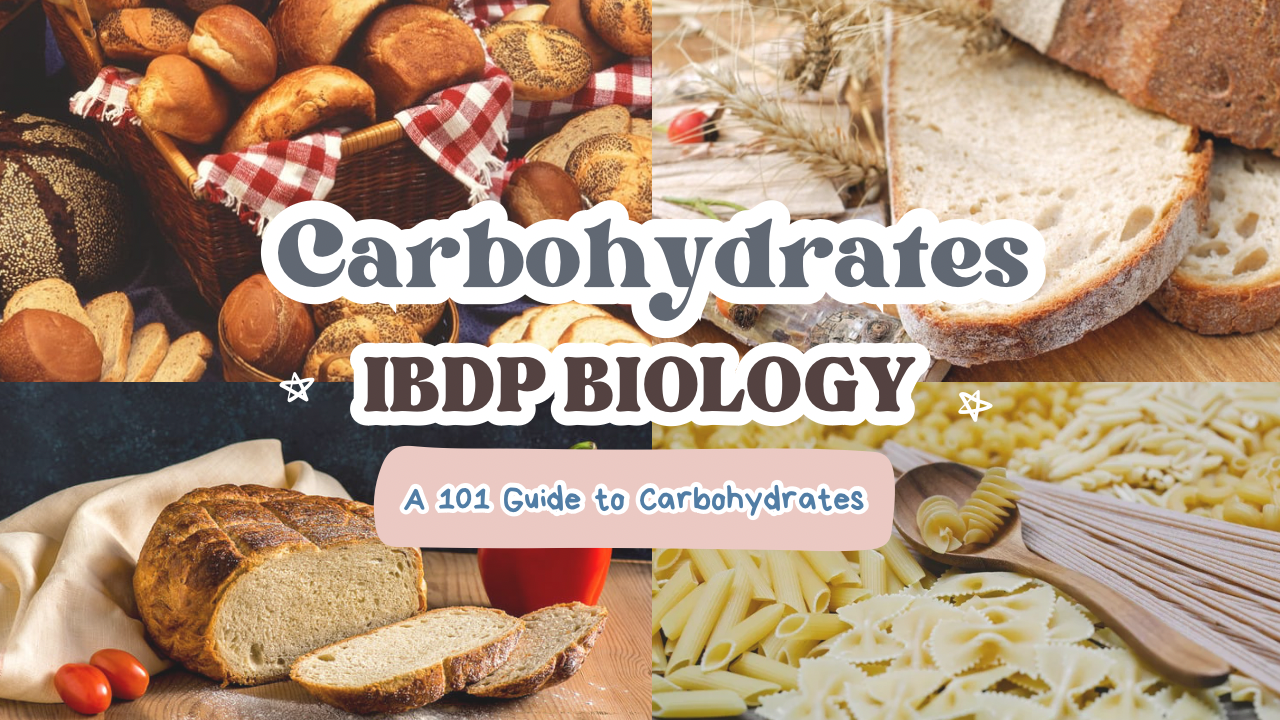 Carbohydrates - Featured Image