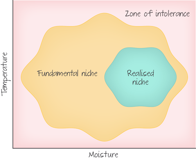 graph showing fundamental niche and realised niche. y axis is temperature, x axis is moisture. realised niche is smaller than fundamental niche.